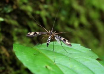 New Crane Fly with Striking Wing Patterns Discovered in Southern China