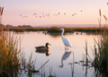 Silent Immunity: How Waterfowl at a California Refuge Are Weathering the H5N1 Panzootic