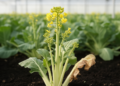 Gene Family Study Maps How Flowering Chinese Cabbage Balances Growth and Stress