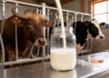 Cow and Buffalo Milk Harbor Genetically Diverse Drug-Resistant Staphylococci, Whole-Genome Study Finds