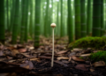 New Puffball Genus Longipediperdon Unveiled from China's Bamboo Forests