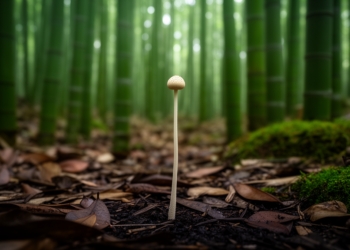 New Puffball Genus Longipediperdon Unveiled from China's Bamboo Forests