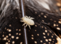 New Genus of Chewing Lice Reveals Hidden Diversity on Tragopan Birds