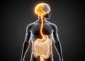 Gut-Brain Homeostatic Continuum: A Systems Framework for Alzheimer's Disease Resilience and Progression