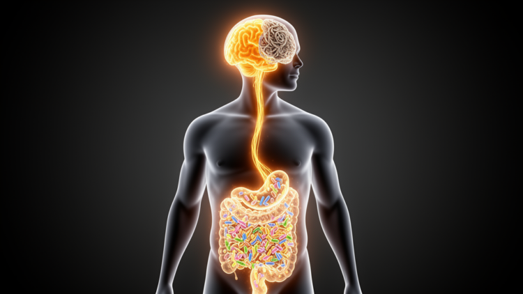 Gut-Brain Homeostatic Continuum: A Systems Framework for Alzheimer's Disease Resilience and Progression