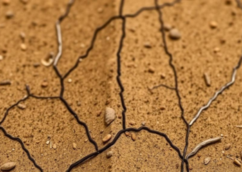 Desert Soil Microbes Reveal Hidden Divide Between Rare and Abundant Bacteria Under Drought