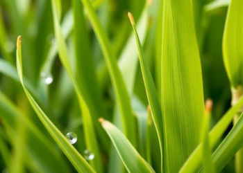 Iron Oxide Nanoparticles Help Maize Fight Microplastics and Copper, Until Stress Overwhelms Them