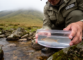 Four new miniature catfish species discovered hiding atop Brazil's subtropical mountains