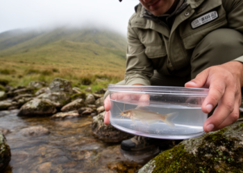 Four new miniature catfish species discovered hiding atop Brazil's subtropical mountains