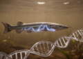 Electric fish genomes reveal surprising DNA sharing on their chromosomes