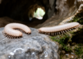 Two new cave millipede species discovered in Cambodia's limestone karsts