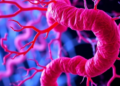 The Hidden Architects of Colorectal Cancer: How Fibroblasts Drive Treatment Failure