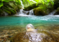New Snail Species Hidden in a Chinese Dragon Spring Reveals a Fragile Freshwater World