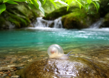 New Snail Species Hidden in a Chinese Dragon Spring Reveals a Fragile Freshwater World