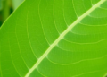 A Single DNA Letter Shapes the Soybean Leaf—and Breeders Can Now Screen for It