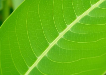 A Single DNA Letter Shapes the Soybean Leaf—and Breeders Can Now Screen for It
