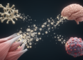 Aging Muscle Sends Molecular Messages Through Tiny Vesicles, Reshaping Bone, Brain, and Tumor Defenses