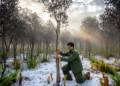 Thirty Years of Data Reveal Hidden Shifts in Borneo's Rare Heath Forests