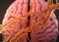 Sugar Coats on Aging Brain Blood Vessels May Hold Clues to Late-Onset Epilepsy