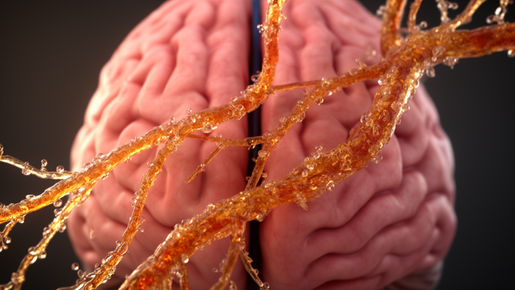 Sugar Coats on Aging Brain Blood Vessels May Hold Clues to Late-Onset Epilepsy