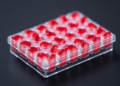 Mini Blood Vessels in a Miniature Plate: 96-Well Platform Streamlines Organoid Production
