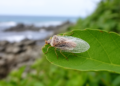 Two new flightless lace bug species discovered on small Japanese islands