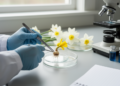 Chromosome sleuthing untangles Algeria's wild daffodils
