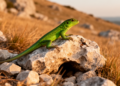Rocks and Refuges: What Keeps Europe's Green Lizards Alive at the Edge of Their Range