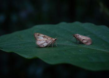 Two New Araeopteron Moths Described from Southern China Expand a Tiny, Hidden Lineage