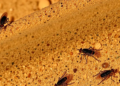 Hidden Bacteria in Thai Cave Sand Flies May Shape Leishmania Risk