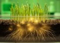 Engineered Soil Bacteria Rewire Rice Roots to Block Cadmium Uptake