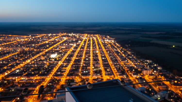City Lights and Bird Borders: How Urban Life Rewrites a Classic Rule of Biodiversity