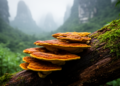 Hidden Fungal Lineages Emerge from the Yunnan–Guizhou Plateau, Rewriting Polyporales Evolution