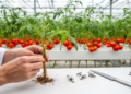 New Interspecific Tomato Rootstocks Pack Disease Resistance Genes and Match Commercial Yields