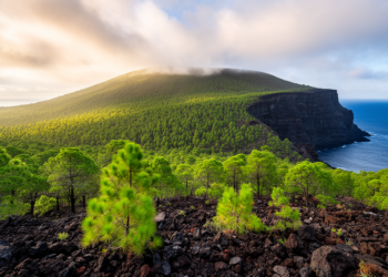 Lost Forests of the Mediterranean Come Back to Life Around a Remote Volcanic Island