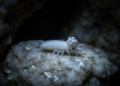 Blind Cave Springtail With Six-Lobed Sensory Organ Discovered in Iranian Cave