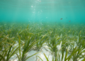 Tropical Seagrass Meadows Bury Carbon but Quietly Leak Methane, Study Finds