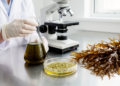 Feather Boa Kelp Extract Shows Anti-Inflammatory Power in Lab-Grown Immune Cells