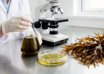 Feather Boa Kelp Extract Shows Anti-Inflammatory Power in Lab-Grown Immune Cells