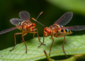 Two new mountain midges double China’s Deuterophlebia diversity
