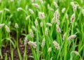 Free-Base Editing Delivers Cleaner DNA Changes in Crops
