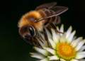 Hidden diets reveal surprising specialization among Europe’s masked bees