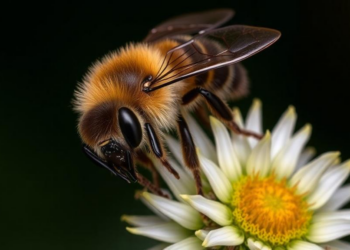 Hidden diets reveal surprising specialization among Europe’s masked bees