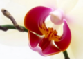 Orchid Chromosomes Reveal Hidden Genetic Differences