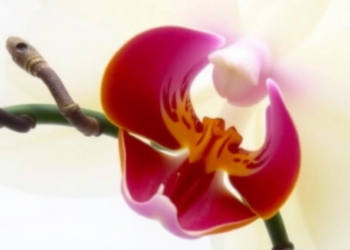 Orchid Chromosomes Reveal Hidden Genetic Differences