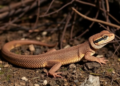 Fire Kills a Third of Reptiles in Mexico’s Sierra Morelos