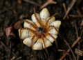 Field DNA sequencing uncovers a new spider-killing fungus in Brazil