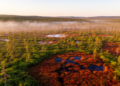 Northern Peatlands Are Greening Unevenly as Warming Reshapes Their Canopies