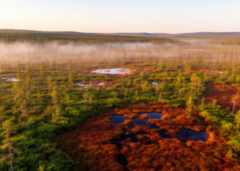 Northern Peatlands Are Greening Unevenly as Warming Reshapes Their Canopies