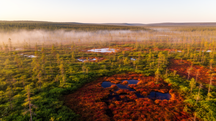 Northern Peatlands Are Greening Unevenly as Warming Reshapes Their Canopies